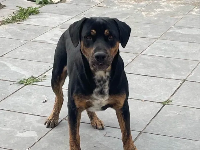 Cachorro ra a SRD-ViraLata idade 7 a 11 meses nome Skank