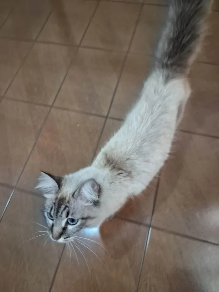 Gato ra a SRD-ViraLata idade 1 ano nome Olho Azul a Espera de um Novo Começo 
