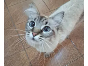 Gato raça SRD-ViraLata idade 1 ano nome Olho Azul a Espera de um Novo Começo 