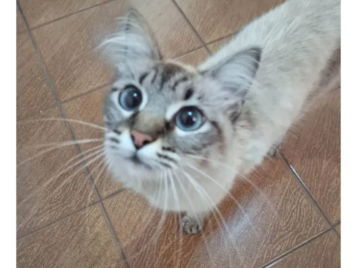 Gato ra a SRD-ViraLata idade 1 ano nome Olho Azul a Espera de um Novo Começo 