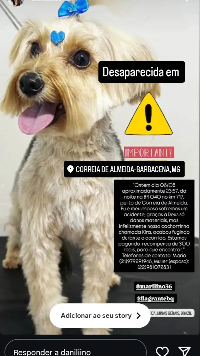 Cachorro ra a Yorkshire idade 3 anos nome Kira 