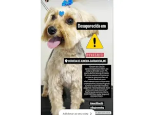 Cachorro raça Yorkshire idade 3 anos nome Kira 
