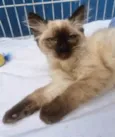 MILO SIAMÊS