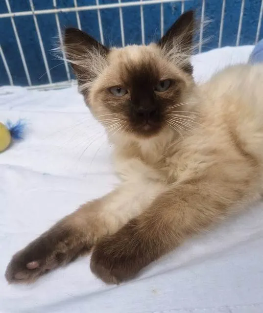 Gato ra a SRD-ViraLata idade 2 a 6 meses nome MILO SIAMÊS