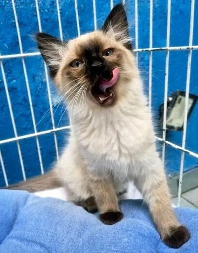 Gato ra a SRD-ViraLata idade 2 a 6 meses nome MILO SIAMÊS