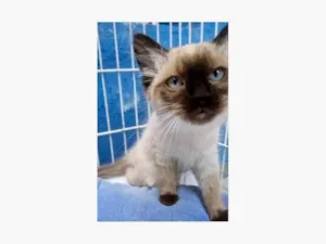 Gato raça SRD-ViraLata idade 2 a 6 meses nome MILO SIAMÊS