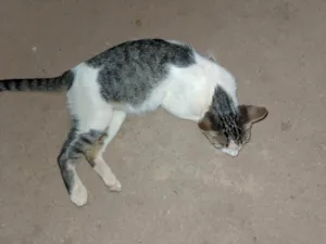 Gato raça SRD-ViraLata idade 2 a 6 meses nome Shonya