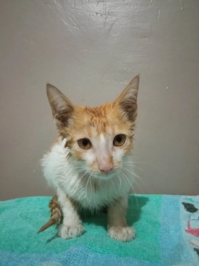 Gato ra a SRD-ViraLata idade Abaixo de 2 meses nome Sem nome definido
