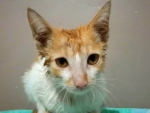 Gato raça SRD-ViraLata idade Abaixo de 2 meses nome Sem nome definido