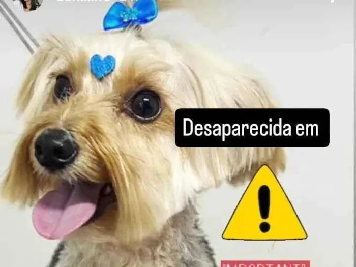 Cachorro ra a Yorkshire idade 3 anos nome Kira 