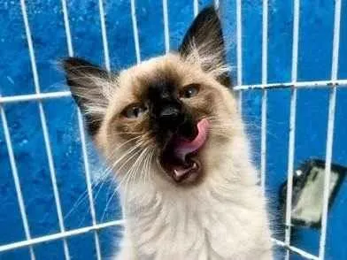 Gato ra a SRD-ViraLata idade 2 a 6 meses nome MILO SIAMÊS