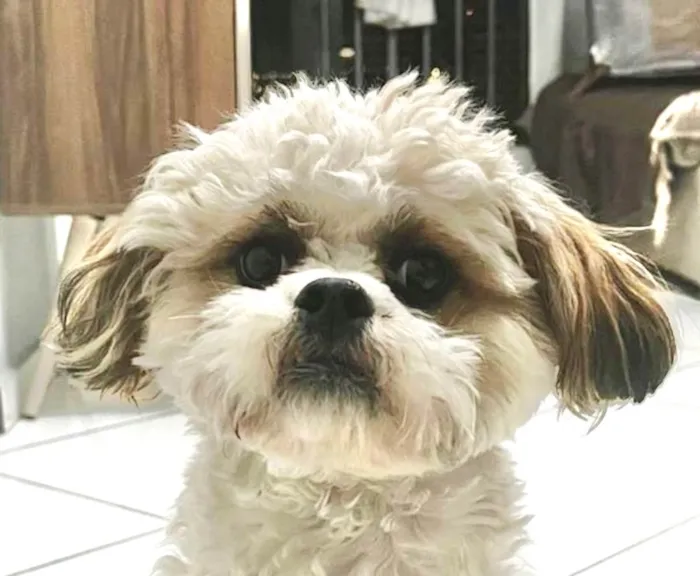 Cachorro ra a Shitzu idade 7 a 11 meses nome Theo 