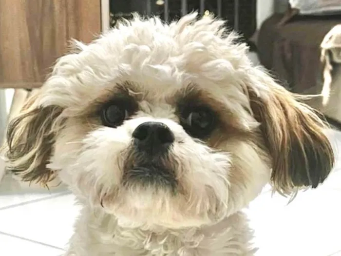 Cachorro ra a Shitzu idade 7 a 11 meses nome Theo 