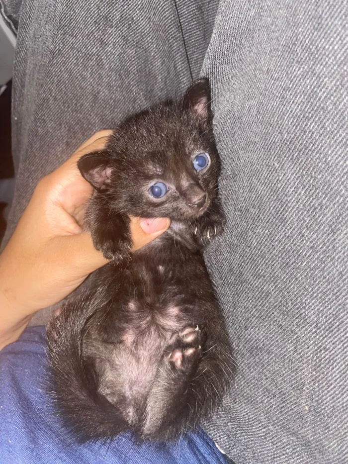 Gato ra a SRD-ViraLata idade Abaixo de 2 meses nome ( eles n tem nome ainda )