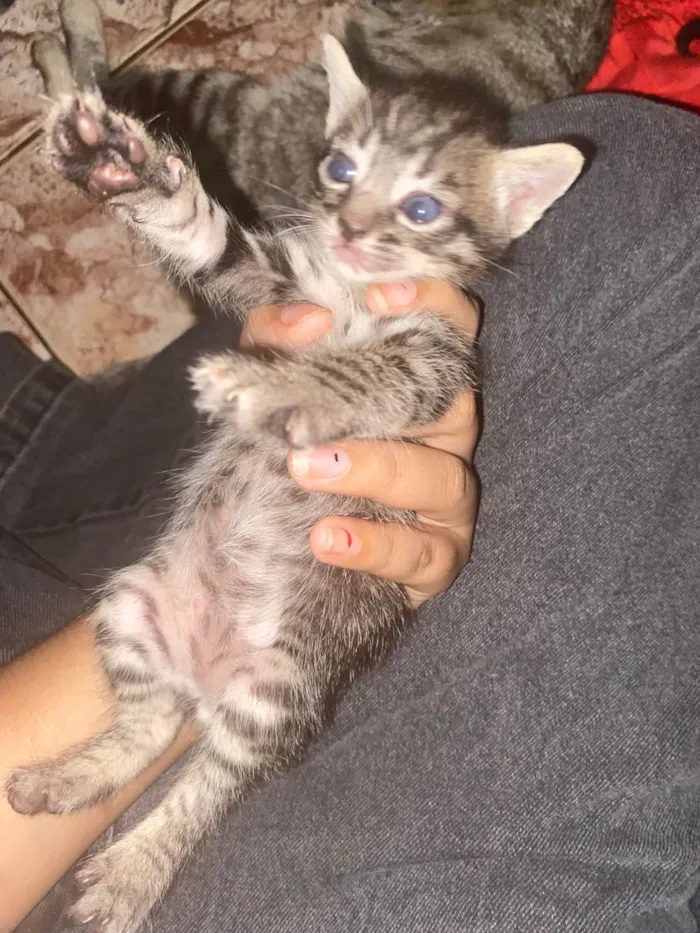 Gato ra a SRD-ViraLata idade Abaixo de 2 meses nome ( eles n tem nome ainda )