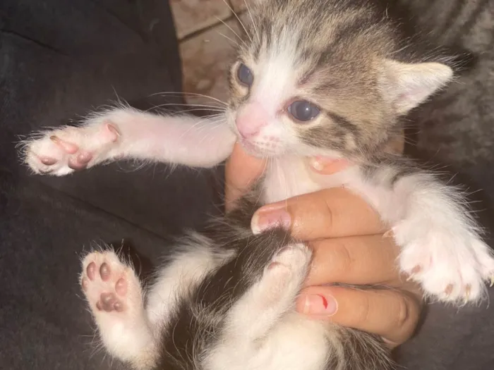 Gato ra a SRD-ViraLata idade Abaixo de 2 meses nome ( eles n tem nome ainda )