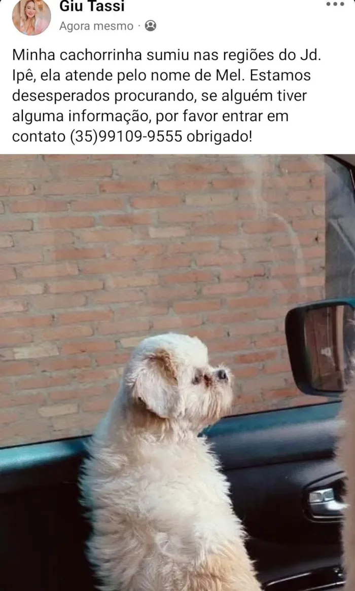 Cachorro ra a Shitzu idade 5 anos nome Mel