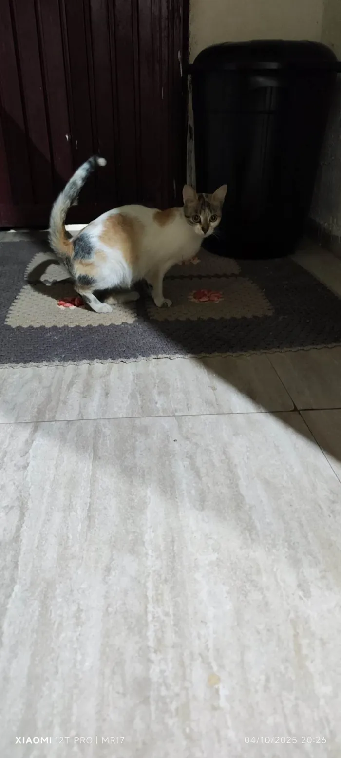 Gato ra a SRD-ViraLata idade 3 anos nome Sem nome