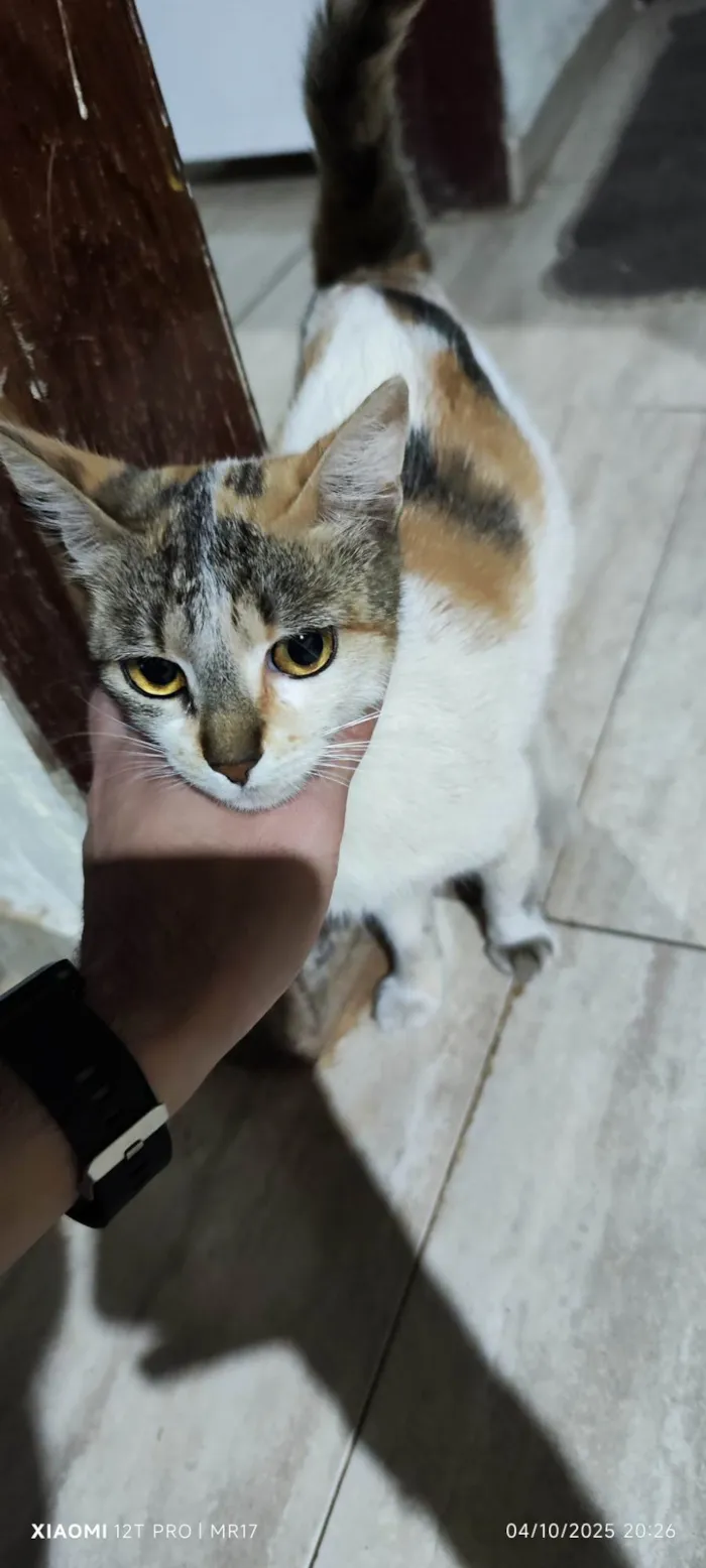 Gato ra a SRD-ViraLata idade 3 anos nome Sem nome