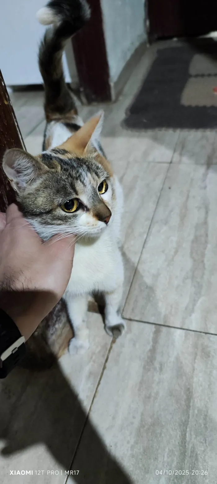 Gato ra a SRD-ViraLata idade 3 anos nome Sem nome