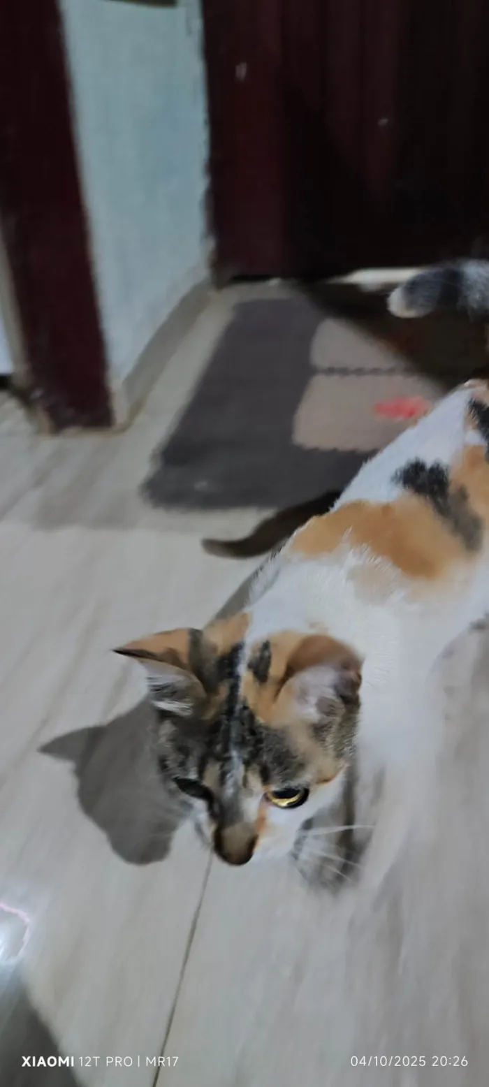 Gato ra a SRD-ViraLata idade 3 anos nome Sem nome