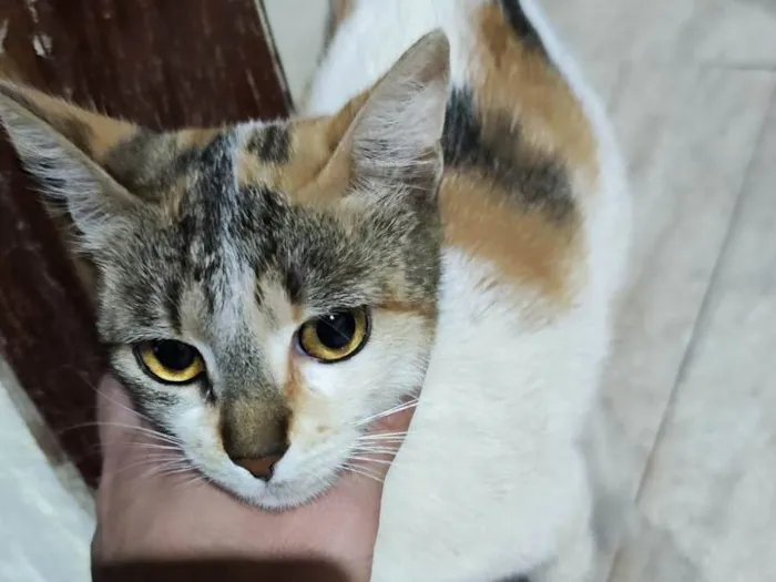 Gato ra a SRD-ViraLata idade 3 anos nome Sem nome