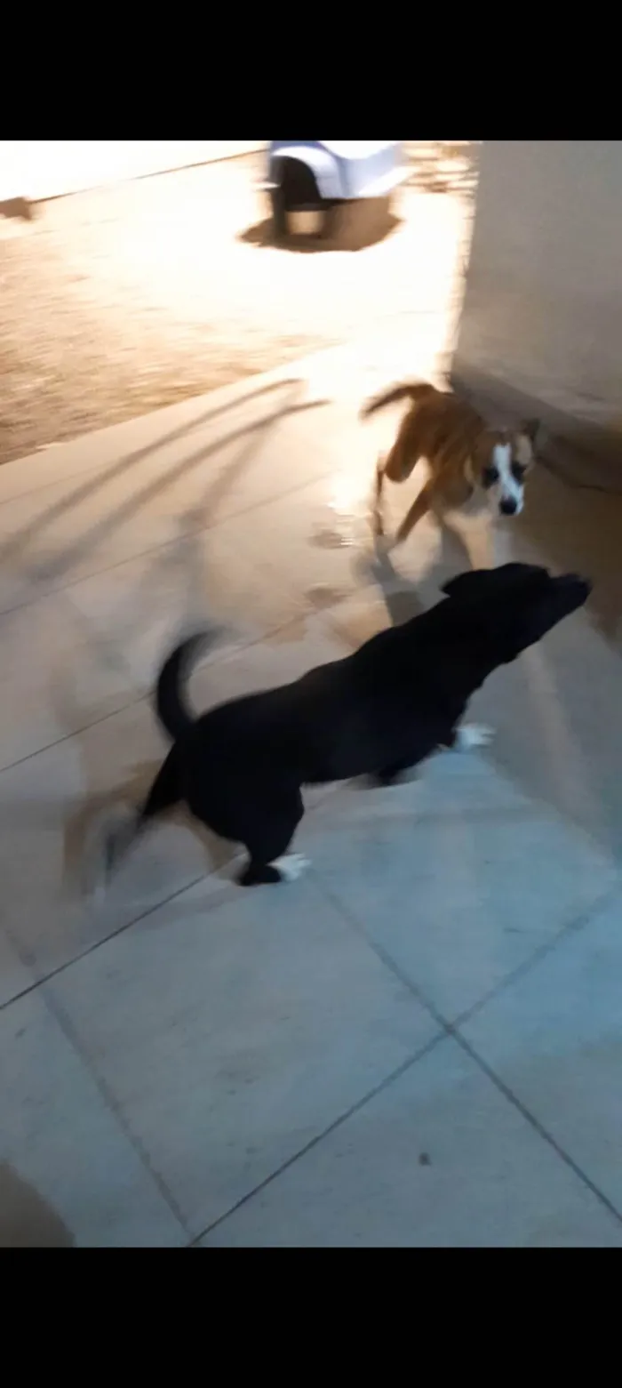 Cachorro ra a Labrador idade 3 anos nome Marley