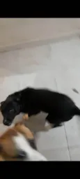 Marley