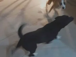 Cachorro raça Labrador idade 3 anos nome Marley