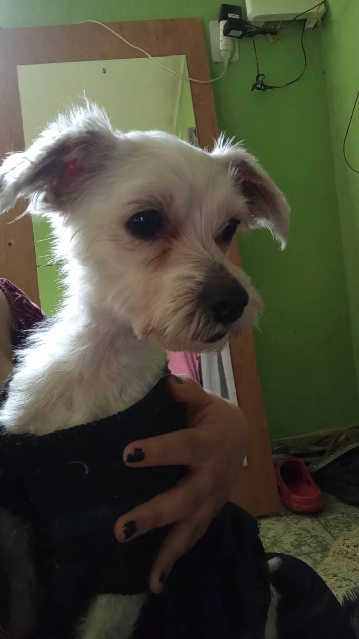 Cachorro ra a Poodle idade 4 anos nome San