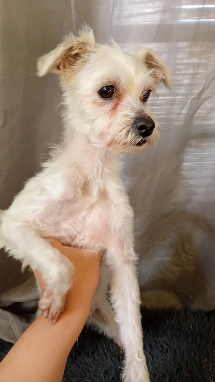 Cachorro ra a Poodle idade 4 anos nome San