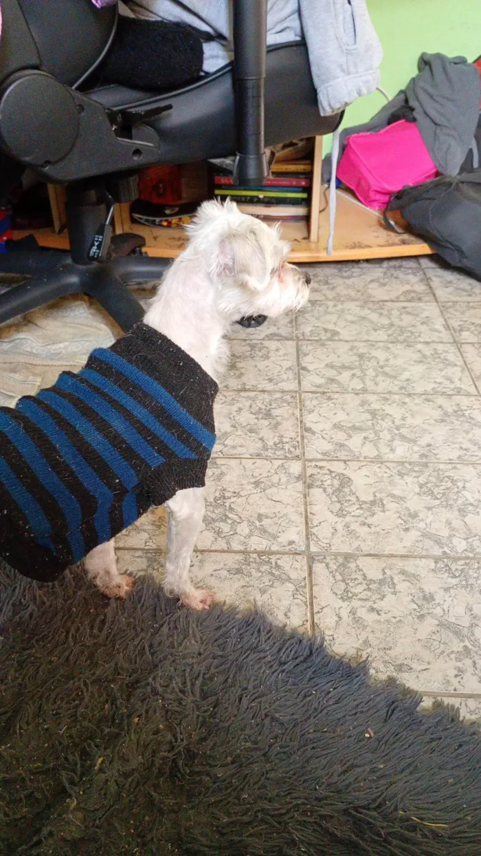 Cachorro ra a Poodle idade 4 anos nome San