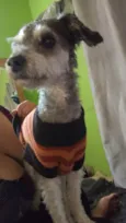 Dodô 