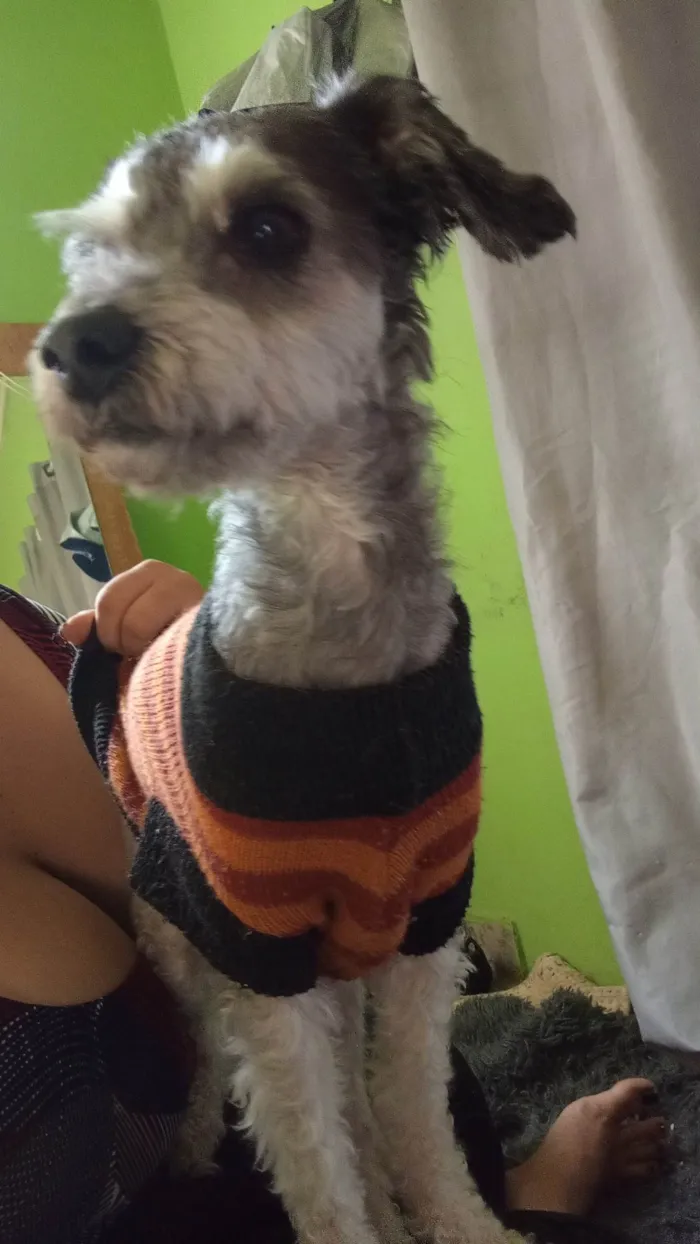 Cachorro ra a Poodle idade 4 anos nome Dodô 