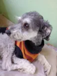 Dodô