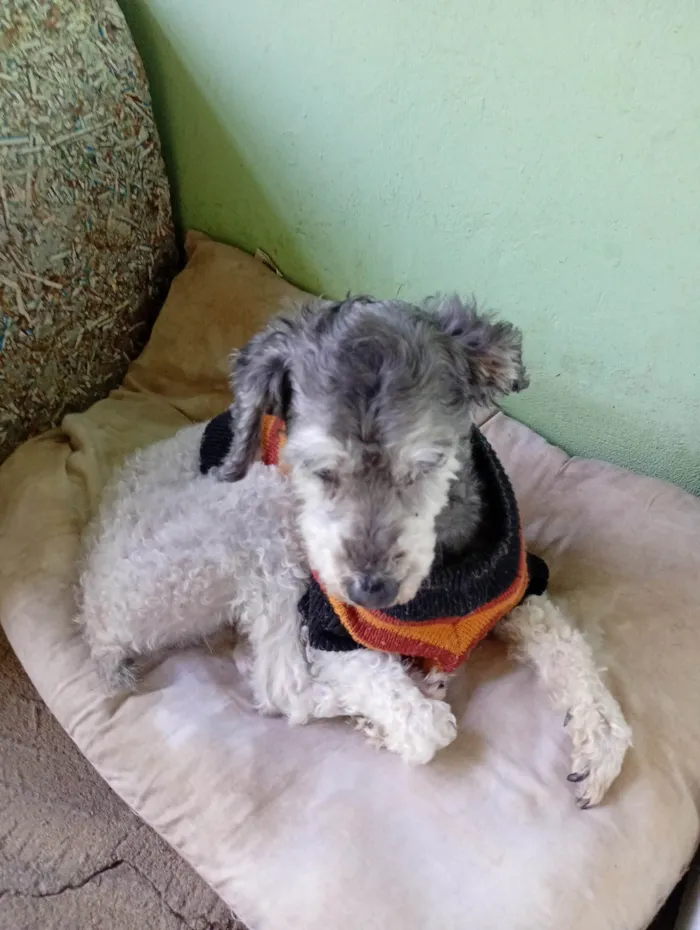 Cachorro ra a Poodle idade 4 anos nome Dodô 
