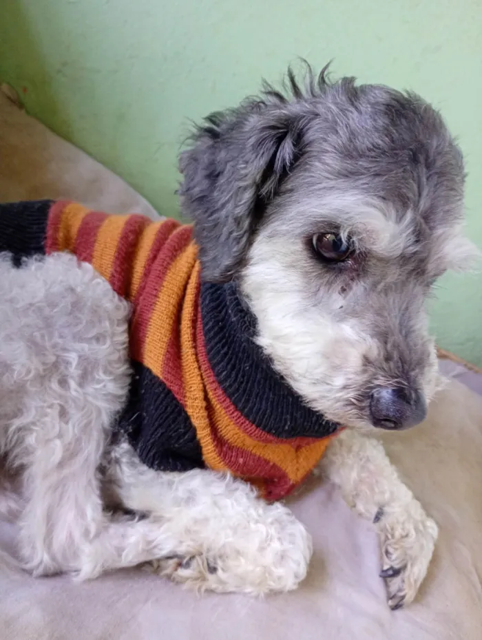 Cachorro ra a Poodle idade 4 anos nome Dodô 