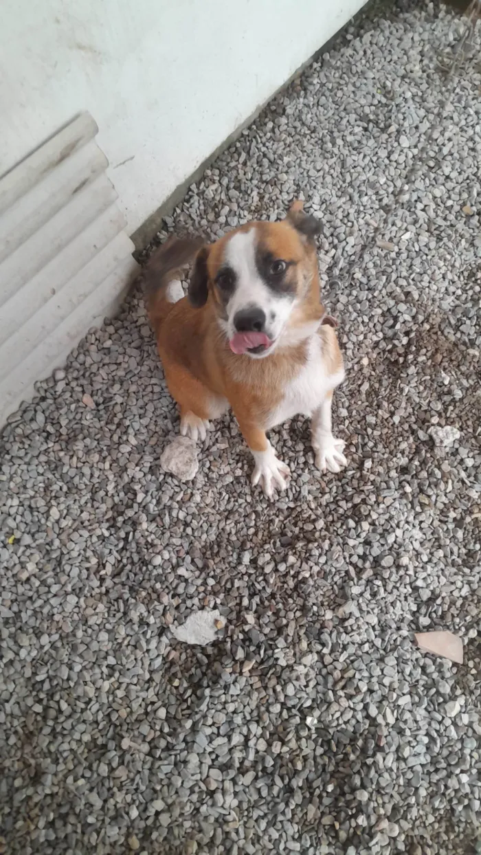 Cachorro ra a Pit-Bull idade 7 a 11 meses nome Zeus 