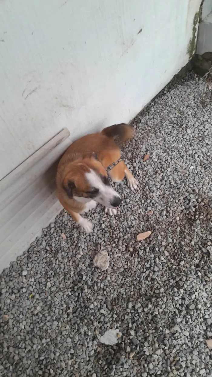 Cachorro ra a Pit-Bull idade 7 a 11 meses nome Zeus 