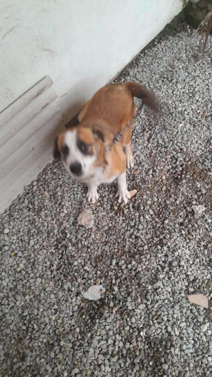 Cachorro ra a Pit-Bull idade 7 a 11 meses nome Zeus 