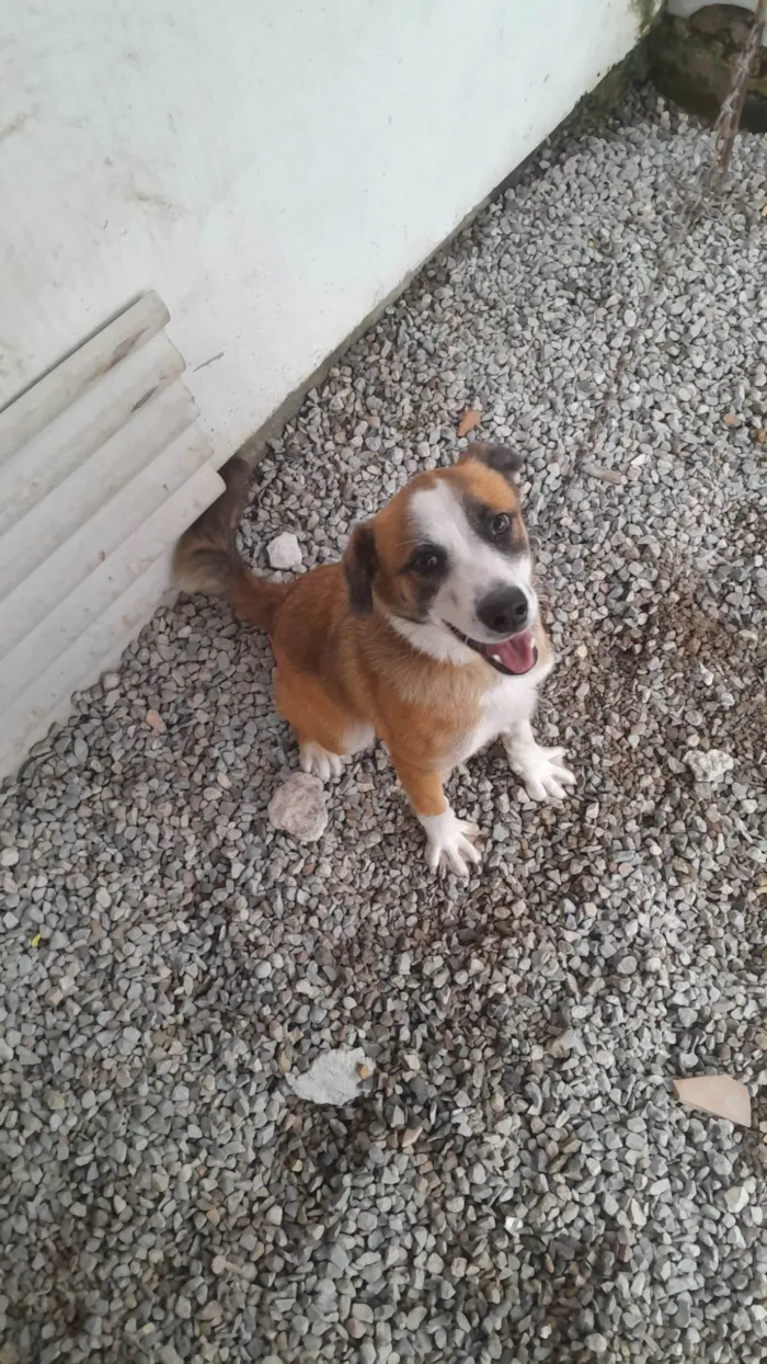Cachorro ra a Pit-Bull idade 7 a 11 meses nome Zeus 