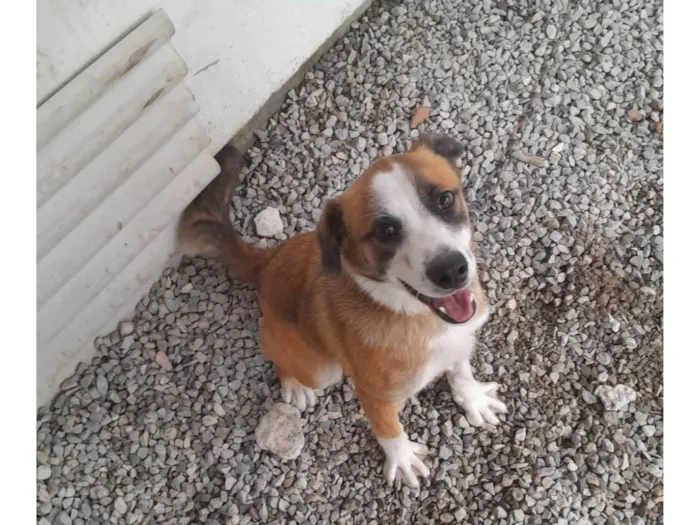 Cachorro ra a Pit-Bull idade 7 a 11 meses nome Zeus 