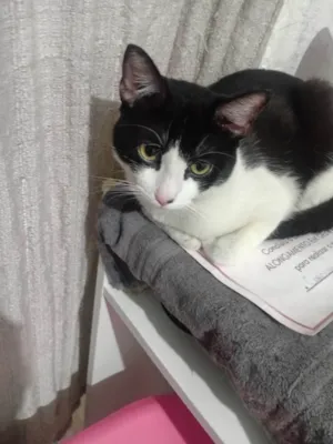 Gato raça SRD-ViraLata idade 7 a 11 meses nome Theo zaion
