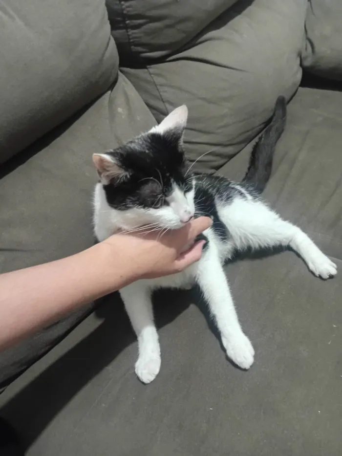 Gato ra a SRD-ViraLata idade 7 a 11 meses nome zaion