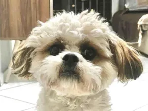 Cachorro raça Shitzu idade 7 a 11 meses nome Theo 