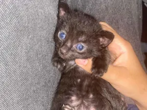 Gato raça SRD-ViraLata idade Abaixo de 2 meses nome ( eles n tem nome ainda )