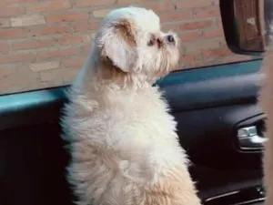 Cachorro raça Shitzu idade 5 anos nome Mel