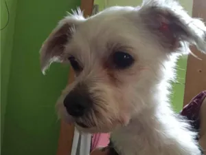 Cachorro raça Poodle idade 4 anos nome San