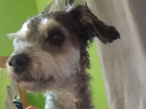 Cachorro raça Poodle idade 4 anos nome Dodô 