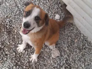 Cachorro raça Pit-Bull idade 7 a 11 meses nome Zeus 